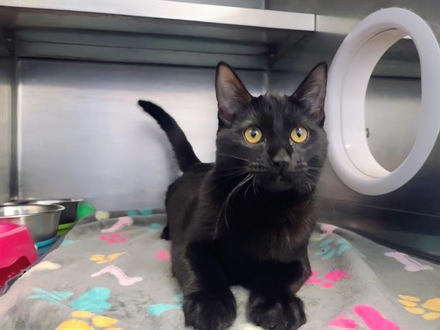 Enlarge BIRKIN, a Adoptable Domestic Short Hair in Antioch, CA image 1/1