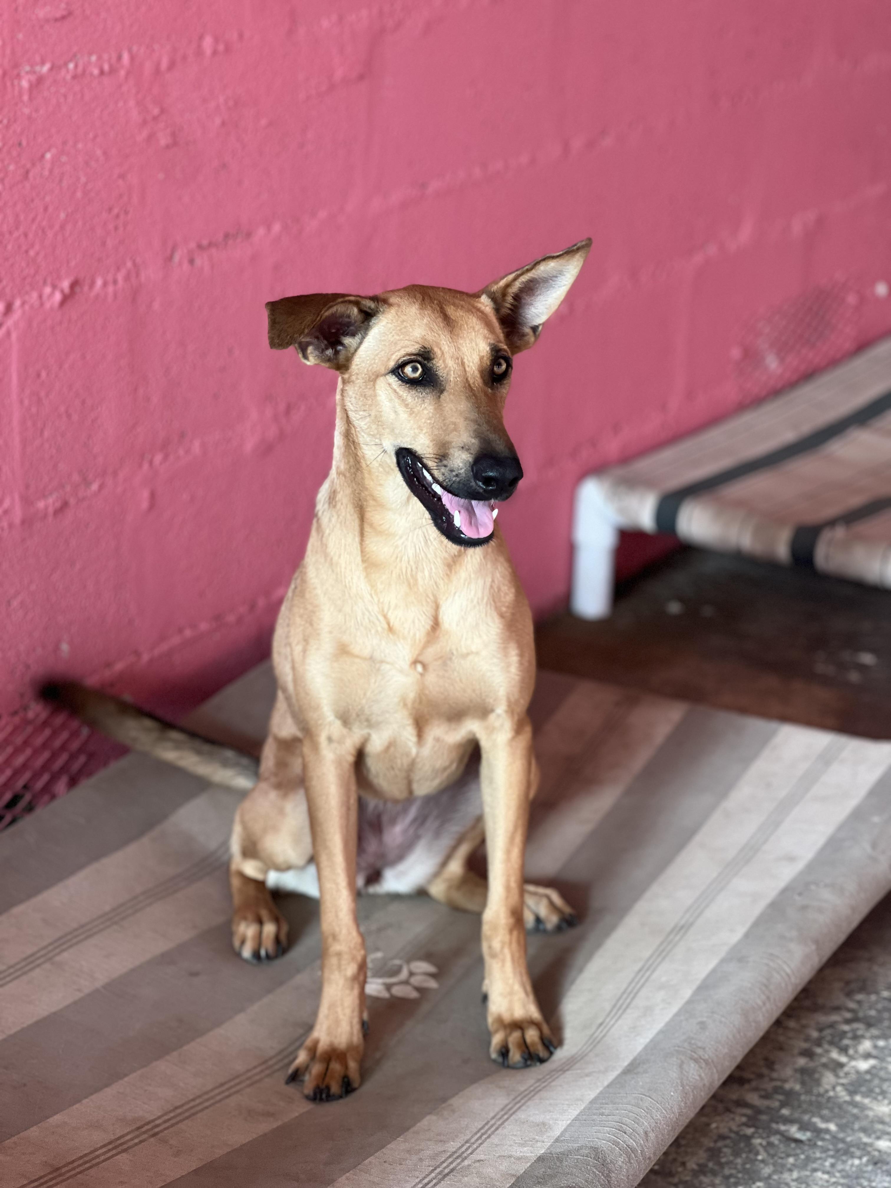Enlarge Mila, a Adopted mixed breed in Seattle, WA image 2/6
