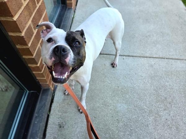 Gelato, Adoptable, Adult Female Pit Bull Terrier.