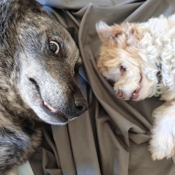 Enlarge Big Girl Gerti (Gertrude) good with dogs cats and kids , a Adoptable Australian Cattle Dog / Blue Heeler in Los Angeles, CA image 3/6