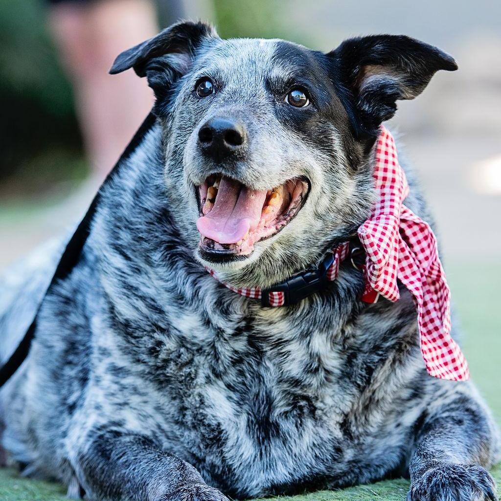 Enlarge Big Girl Gerti (Gertrude) - good w/ dogs, cats, kids, a Adoptable Australian Cattle Dog / Blue Heeler in Los Angeles, CA image 3/6