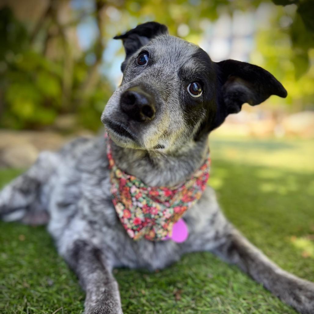 Enlarge Big Girl Gertie (Gertrude) - good w/ dogs, cats, kids, a Adoptable Australian Cattle Dog / Blue Heeler in Los Angeles, CA image 1/6