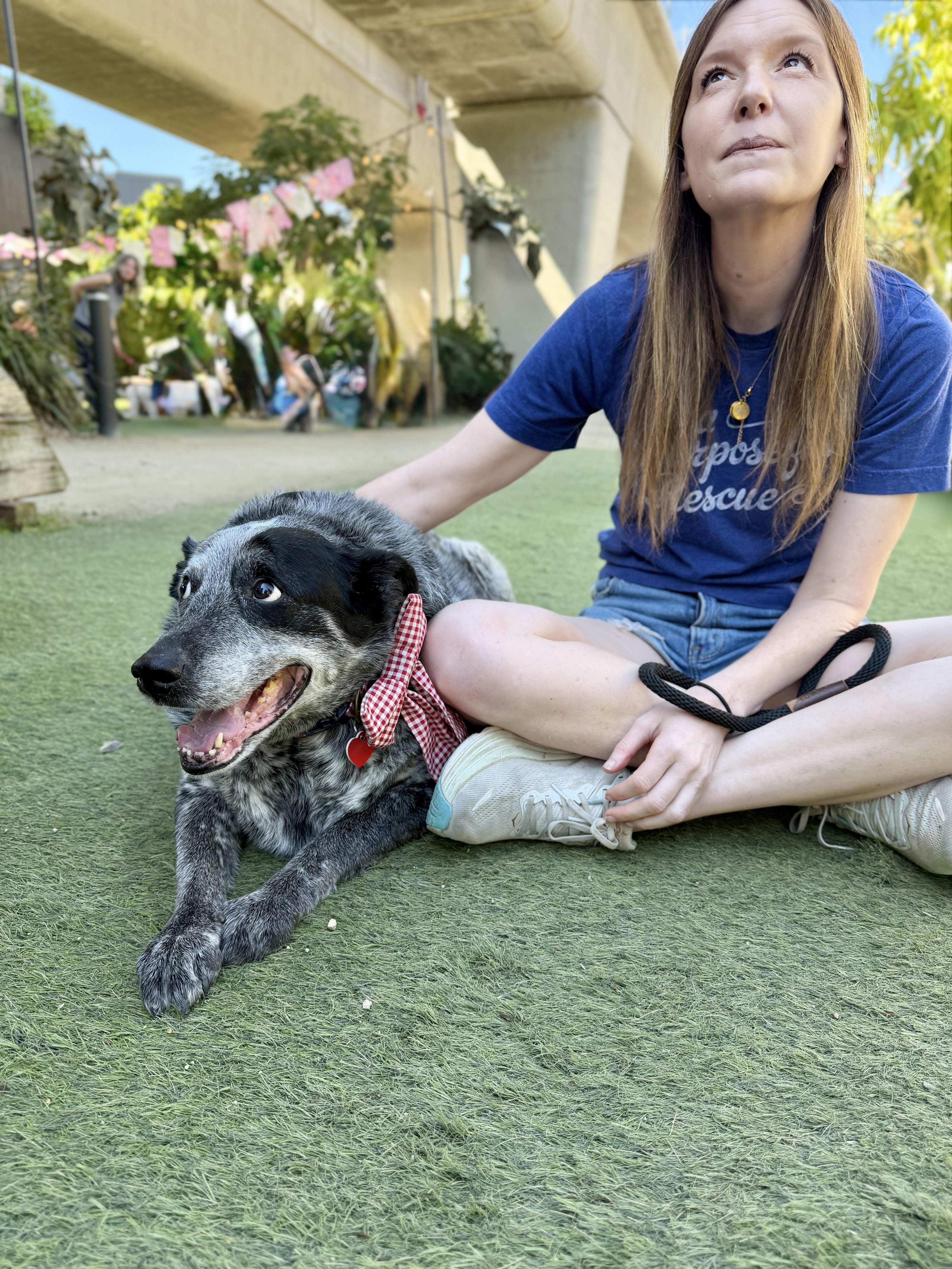 Enlarge Big Girl Gerti (Gertrude) good with dogs cats and kids , a Adoptable Australian Cattle Dog / Blue Heeler in Los Angeles, CA image 5/6