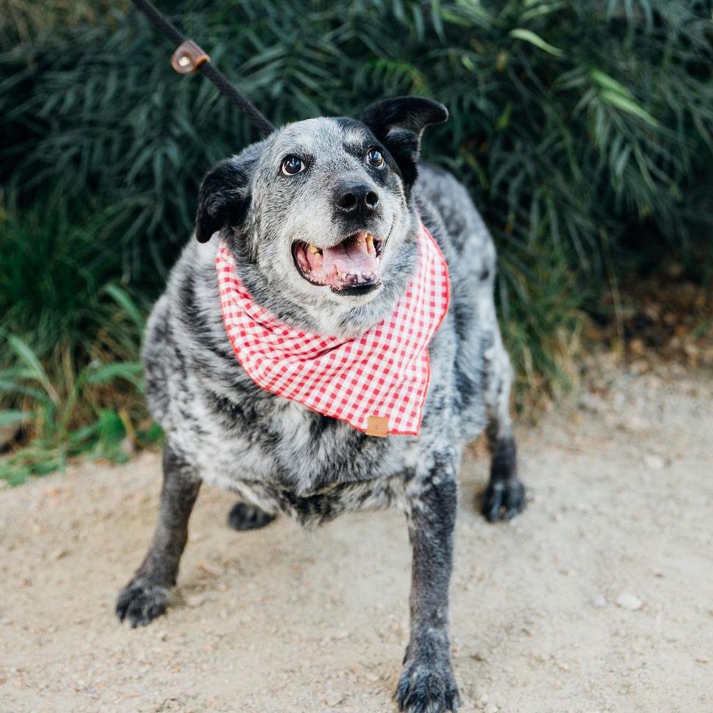 Enlarge Big Girl Gerti (Gertrude) - good w/ dogs, cats, kids, a Adoptable Australian Cattle Dog / Blue Heeler in Los Angeles, CA image 4/6