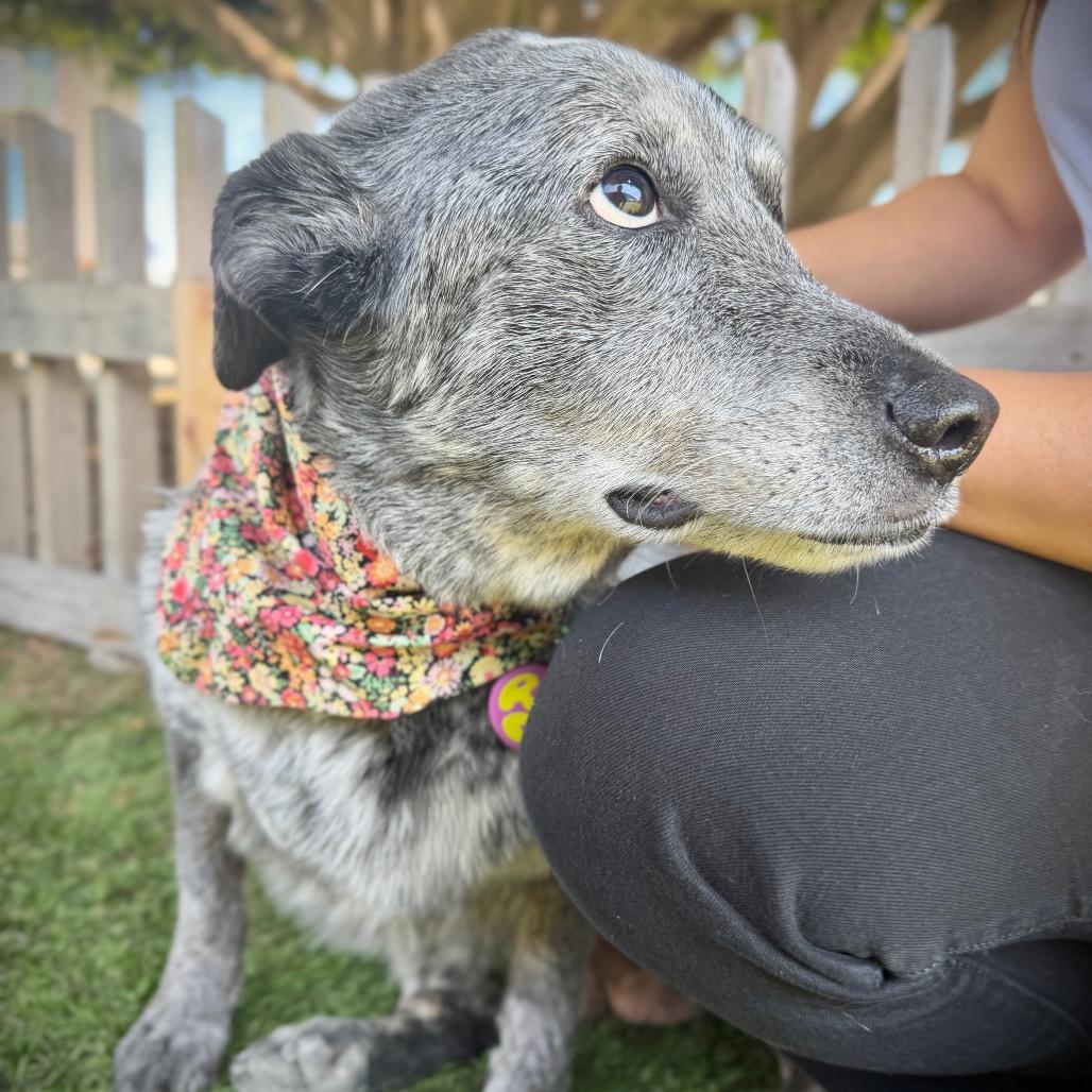 Enlarge Big Girl Gertie (Gertrude) - good w/ dogs, cats, kids, a Adoptable Australian Cattle Dog / Blue Heeler in Los Angeles, CA image 2/6