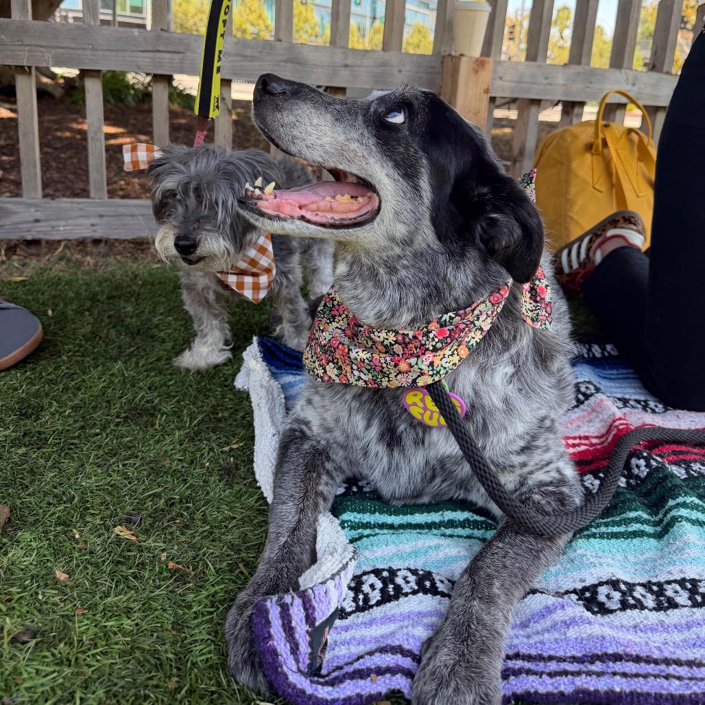 Enlarge Big Girl Gertie (Gertrude) - good w/ dogs, cats, kids, a Adoptable Australian Cattle Dog / Blue Heeler in Los Angeles, CA image 3/6