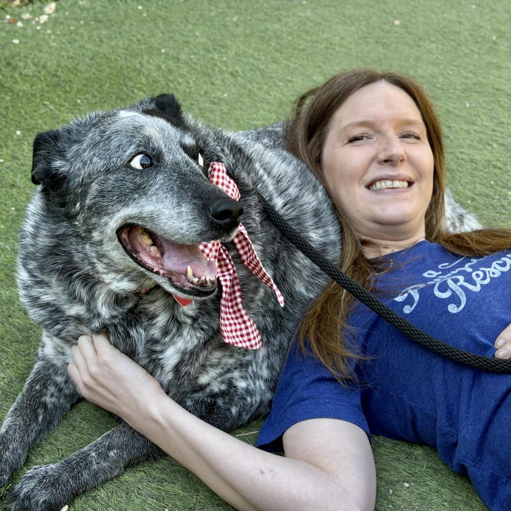 Big Girl Gerti (Gertrude) - good w/ dogs, cats, kids, Adoptable, Senior Female Australian Cattle Dog / Blue Heeler.