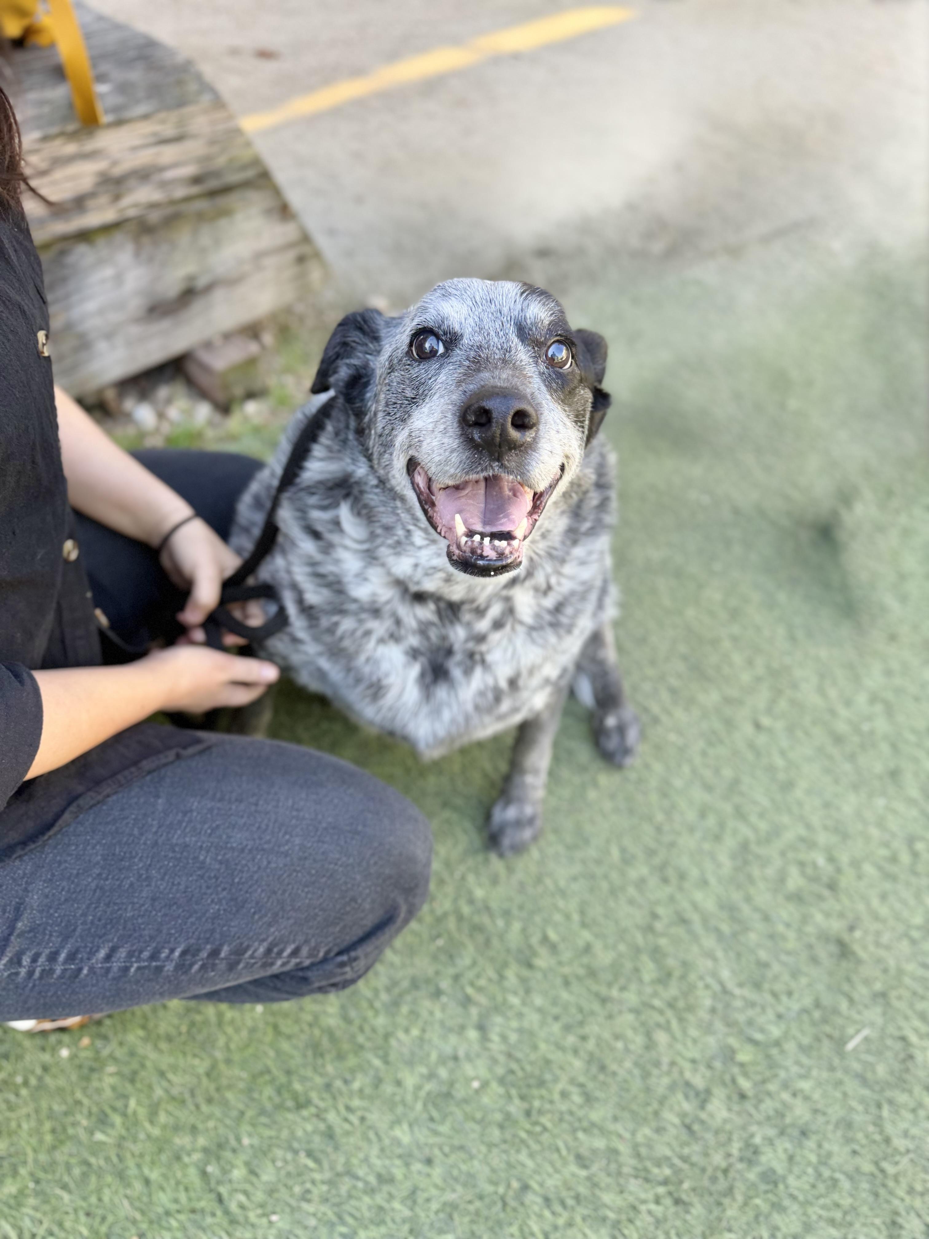 Enlarge Big Girl Gerti (Gertrude) good with dogs cats and kids , a Adoptable Australian Cattle Dog / Blue Heeler in Los Angeles, CA image 4/6