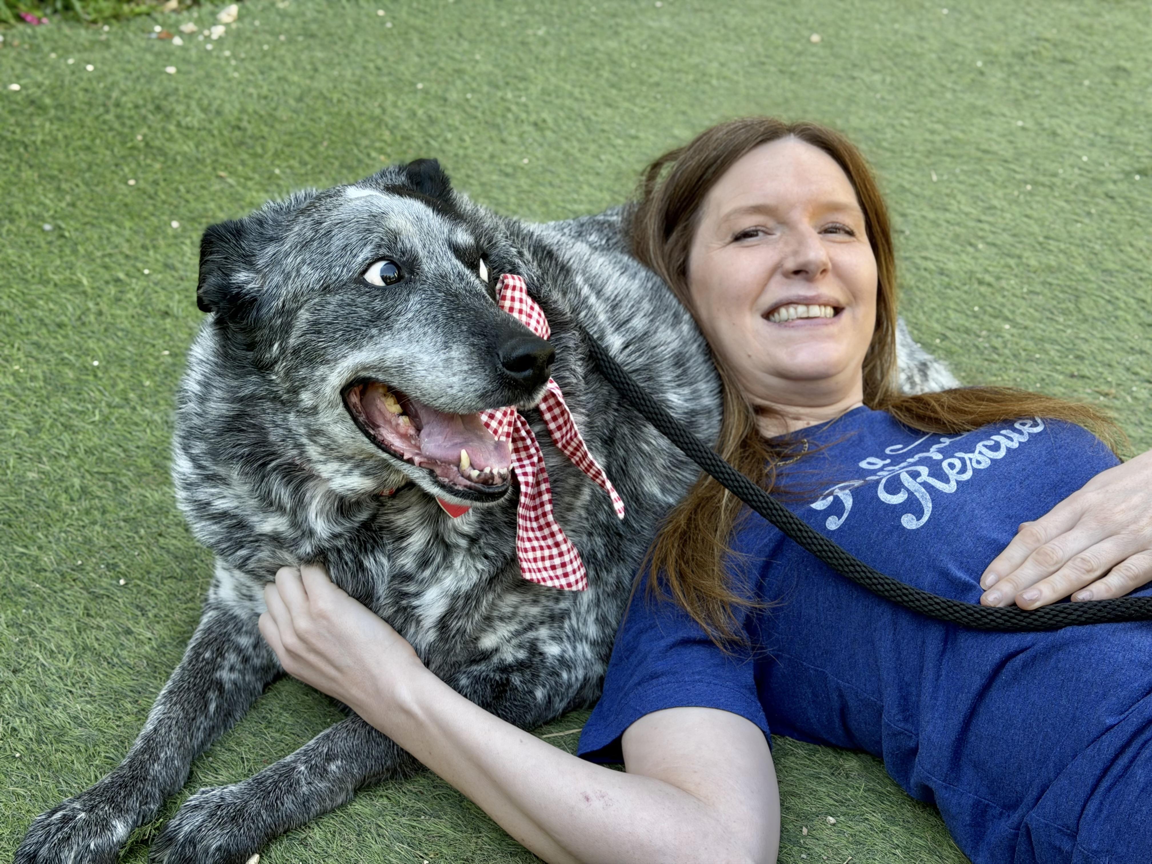 Enlarge Big Girl Gerti (Gertrude) good with dogs cats and kids , a Adoptable Australian Cattle Dog / Blue Heeler in Los Angeles, CA image 2/6