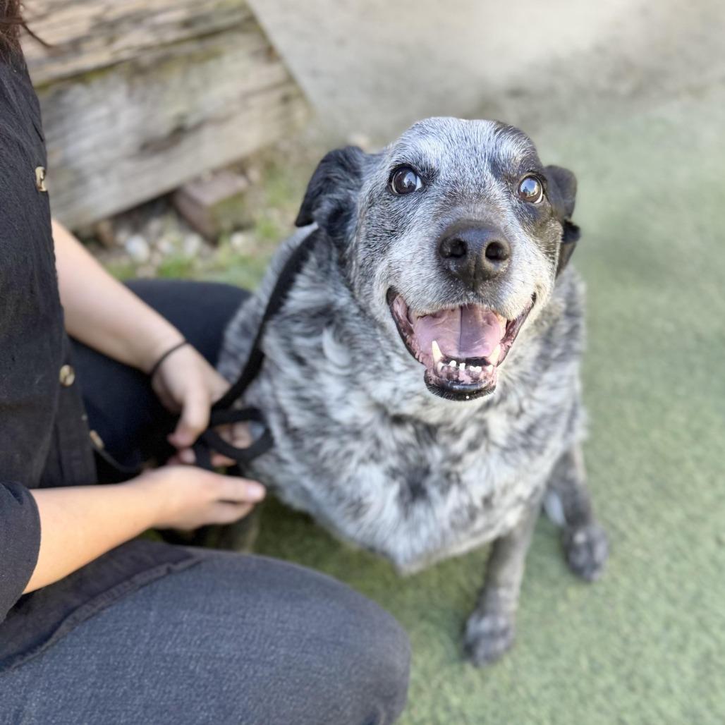 Enlarge Big Girl Gerti (Gertrude) - good w/ dogs, cats, kids, a Adoptable Australian Cattle Dog / Blue Heeler in Los Angeles, CA image 6/6