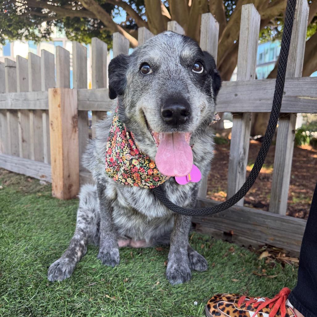 Enlarge Big Girl Gertie (Gertrude) - good w/ dogs, cats, kids, a Adoptable Australian Cattle Dog / Blue Heeler in Los Angeles, CA image 4/6