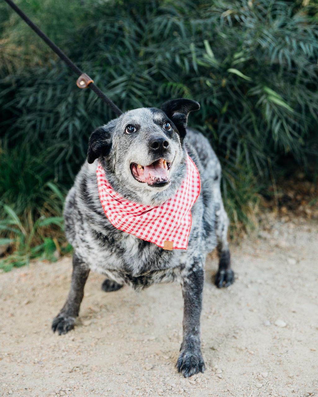 Big Girl Gerti (Gertrude) good with dogs cats and kids , Adoptable, Adult Female Australian Cattle Dog / Blue Heeler.