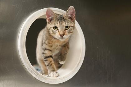Elena, Adoptable, Kitten Female Domestic Short Hair & Domestic Short Hair.