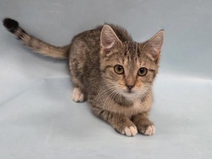 Enlarge Elena, a Adoptable mixed breed in Woodbury, MN image 2/3