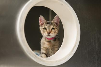 Enlarge Elena, a Adoptable mixed breed in Woodbury, MN image 3/3