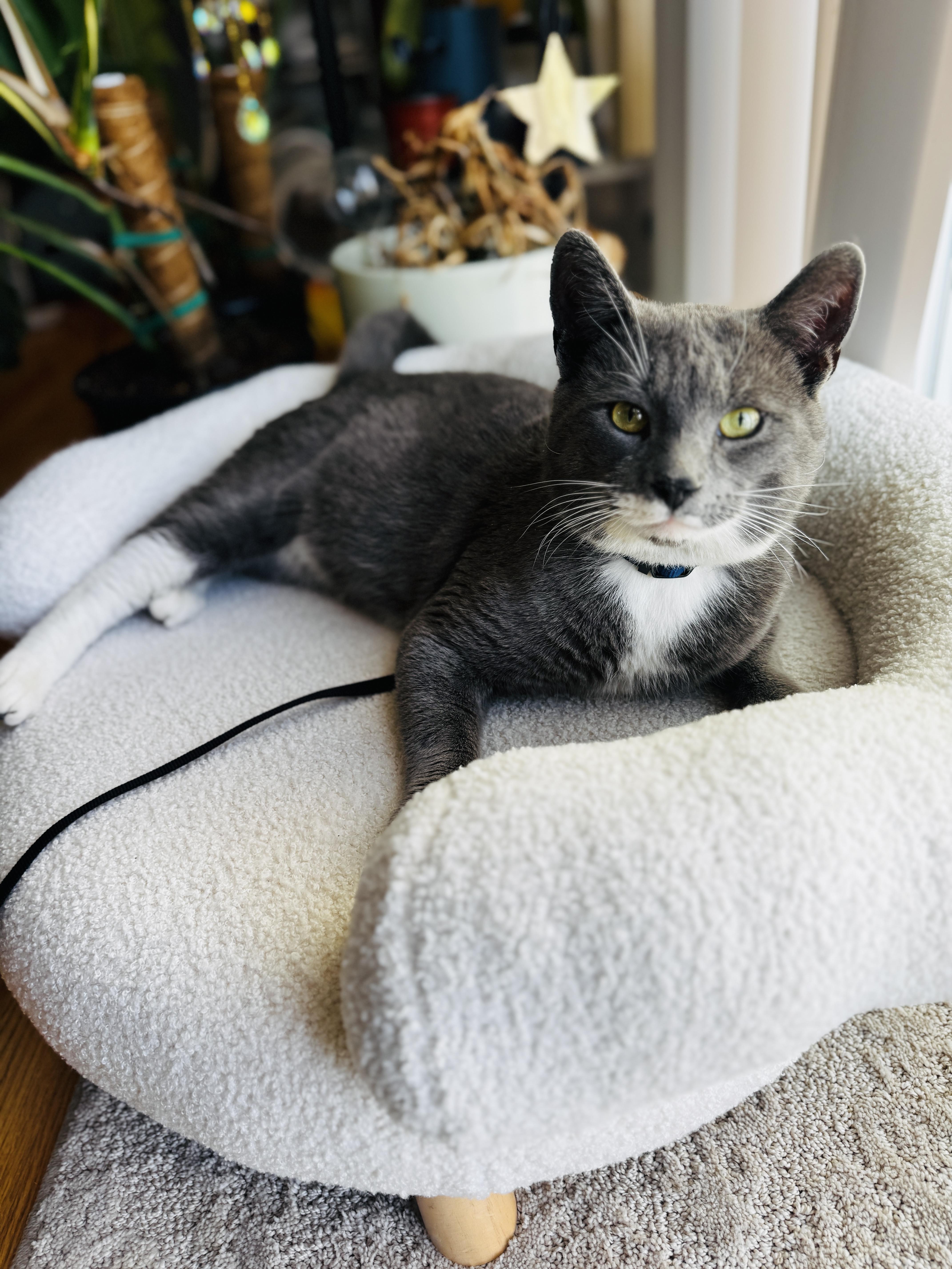 Enlarge CHONKY, an adopted mixed breed in Perth Amboy , NJ image 1/5