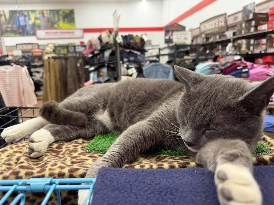 Enlarge CHONKY, an adopted mixed breed in Perth Amboy , NJ image 3/5