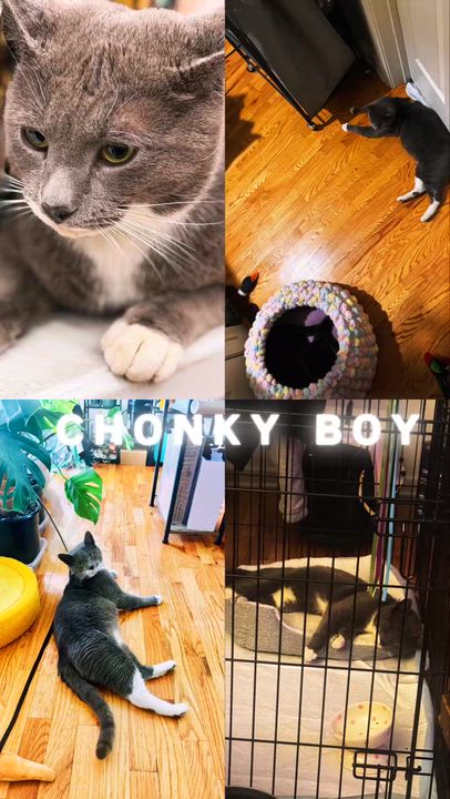 Enlarge CHONKY, an adopted mixed breed in Perth Amboy , NJ video 2/5