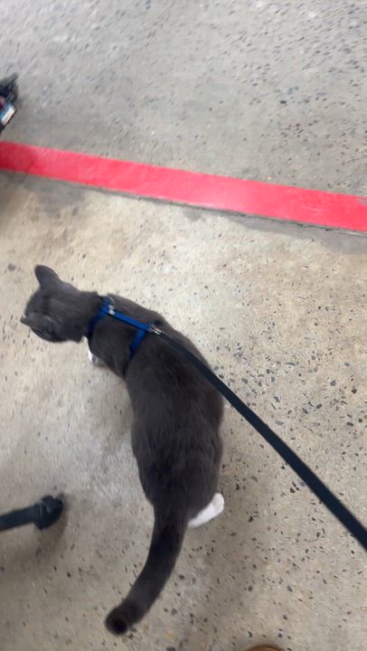 Enlarge CHONKY, an adopted mixed breed in Perth Amboy , NJ video 5/5