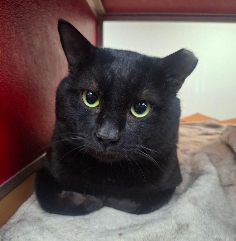 Colten, Adoptable, Adult Male Domestic Short Hair.