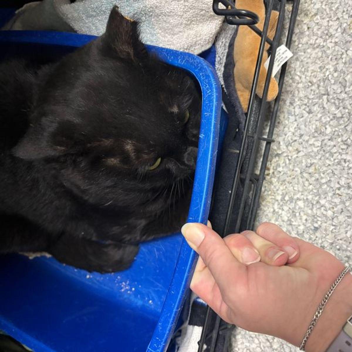 Enlarge Colten, a Adoptable Domestic Short Hair in Lake Havasu City, AZ image 2/3