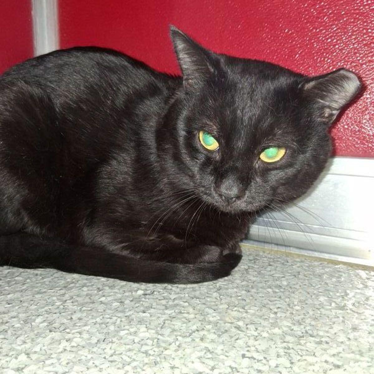 Enlarge Colten, a Adoptable Domestic Short Hair in Lake Havasu City, AZ image 3/3