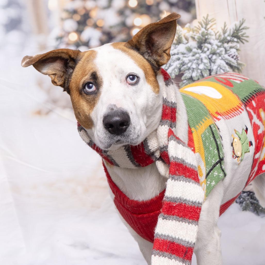 Bo, a Adoptable mixed breed in Franklin, TN image 1/4