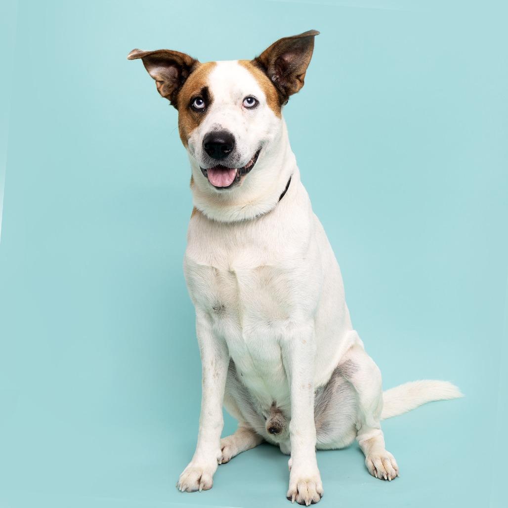 Bo, a Adoptable mixed breed in Franklin, TN image 2/4