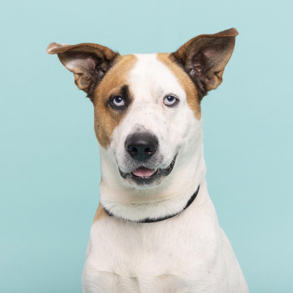 Bo, a Adoptable mixed breed in Franklin, TN image 3/4