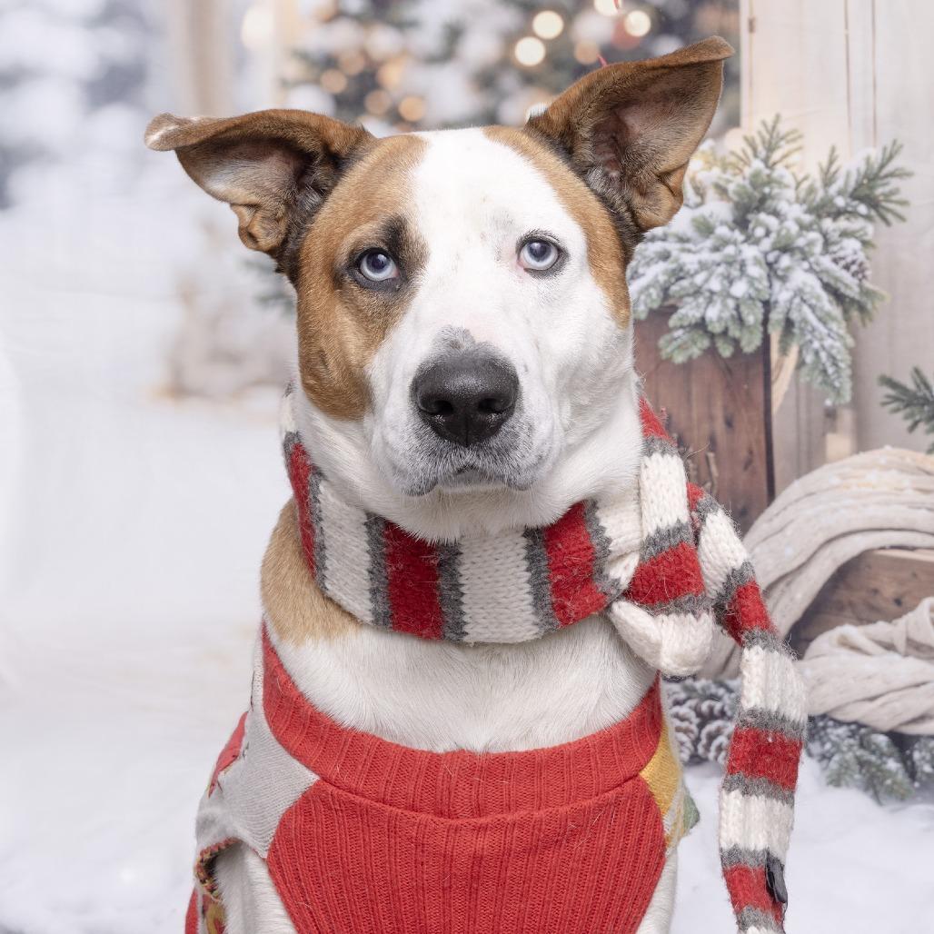 Bo, a Adoptable mixed breed in Franklin, TN image 4/4