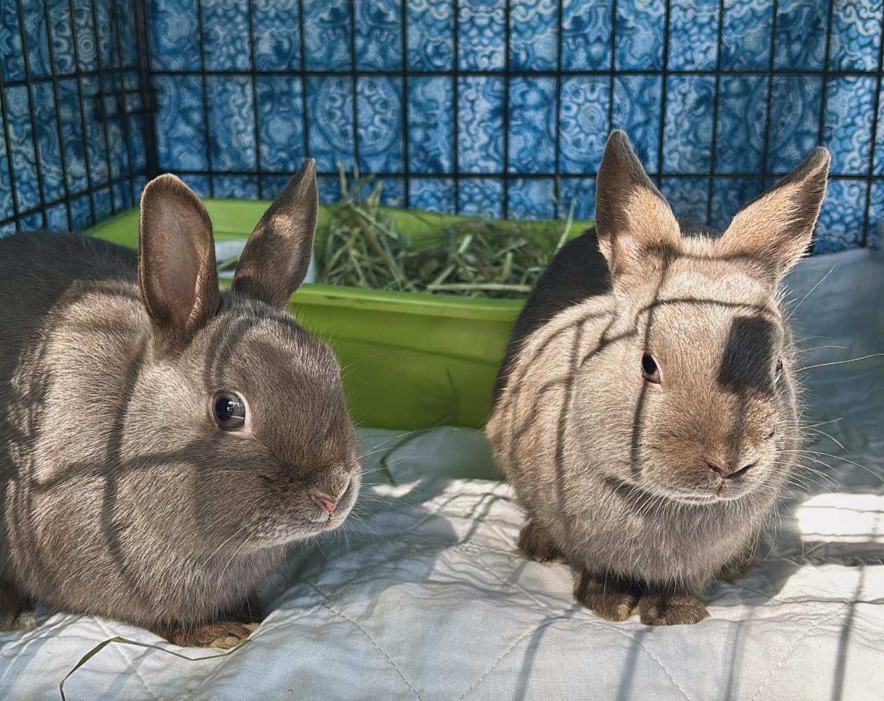 Pierogi & Pyza, an adopted Polish in Andover, CT image 6/6