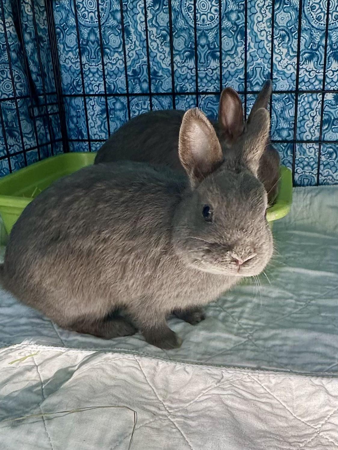 Pierogi & Pyza, an adopted Polish in Andover, CT image 2/6