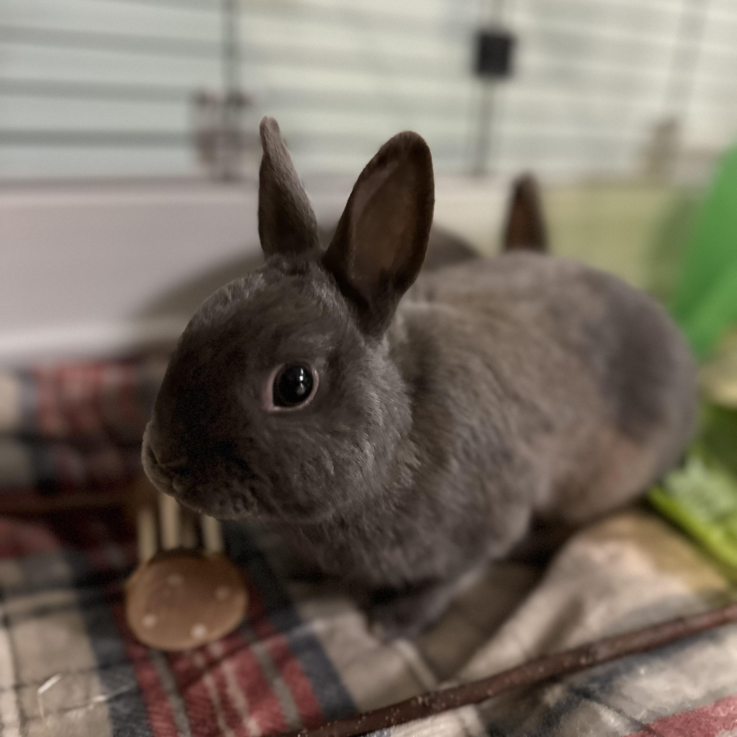 Pierogi & Pyza, adopted, Young Male Polish.