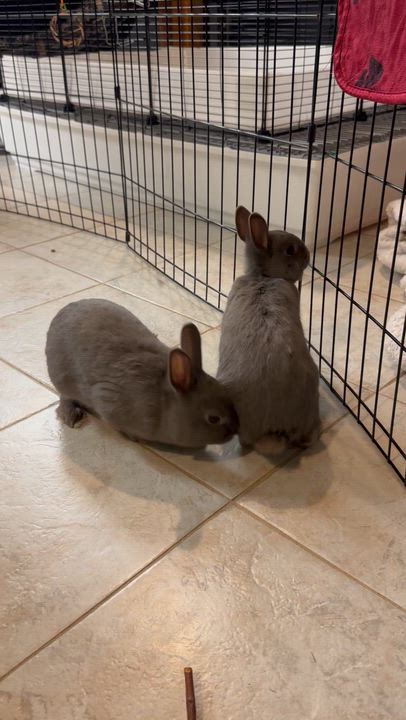 Enlarge Pierogi & Pyza, an adopted Polish in Andover, CT video 5/6