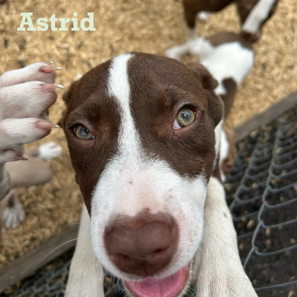 Enlarge Astrid, a Adoptable mixed breed in Des Moines, IA image 3/3