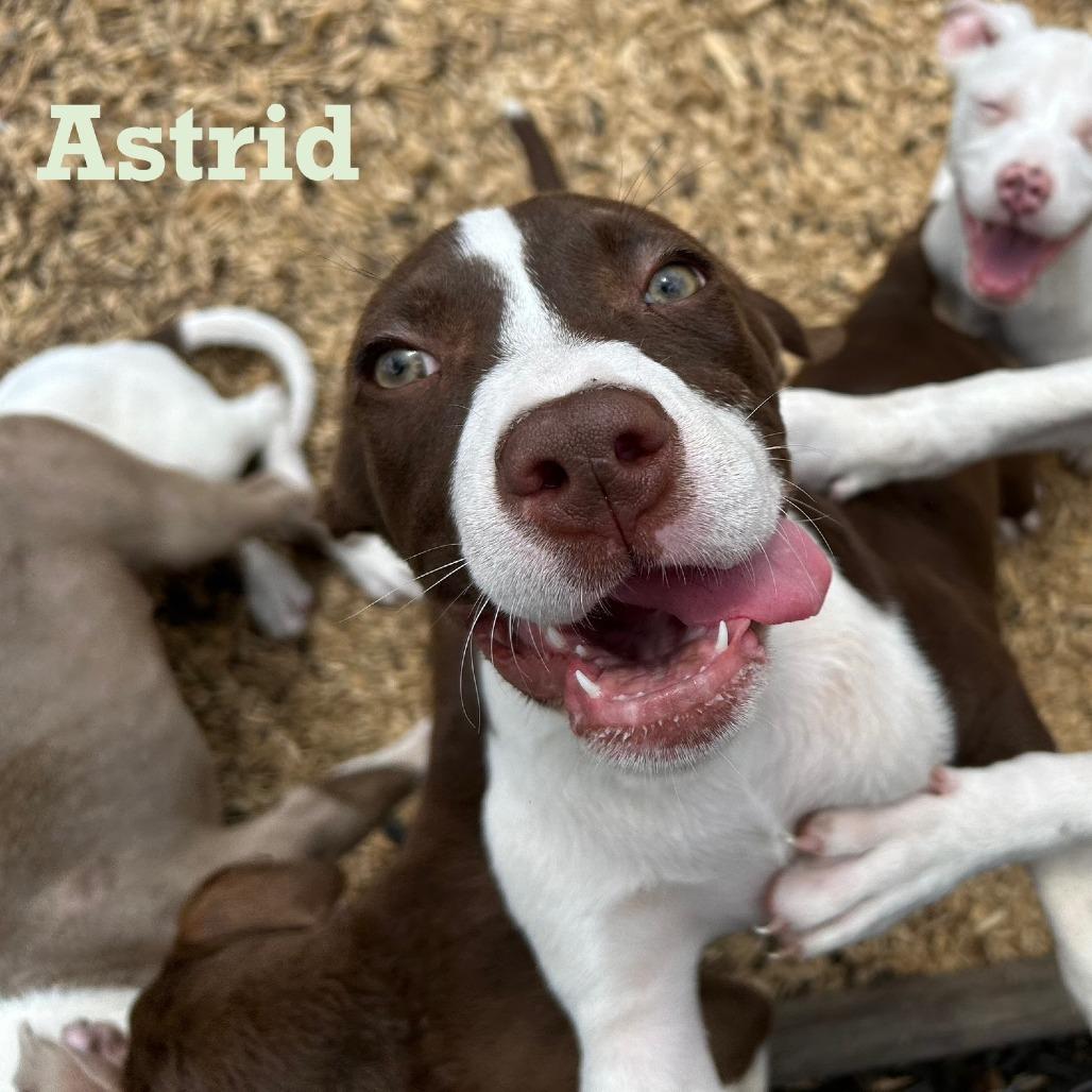 Enlarge Astrid, a Adoptable mixed breed in Des Moines, IA image 2/3