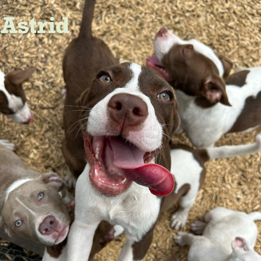 Enlarge Astrid, a Adoptable mixed breed in Des Moines, IA image 1/3