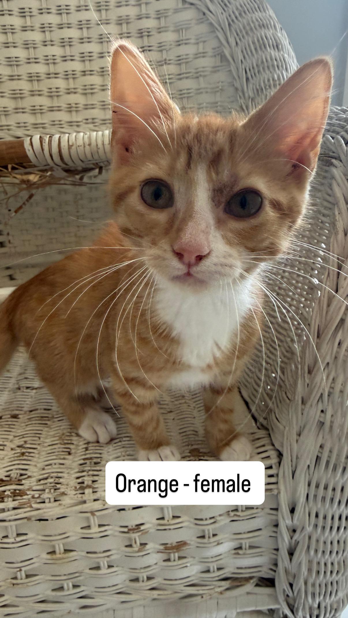 Orange, ADOPTABLE, Kitten Female Domestic Short Hair.