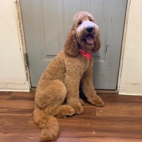 BEA-INDIANA, adopted, Adult Female Goldendoodle.