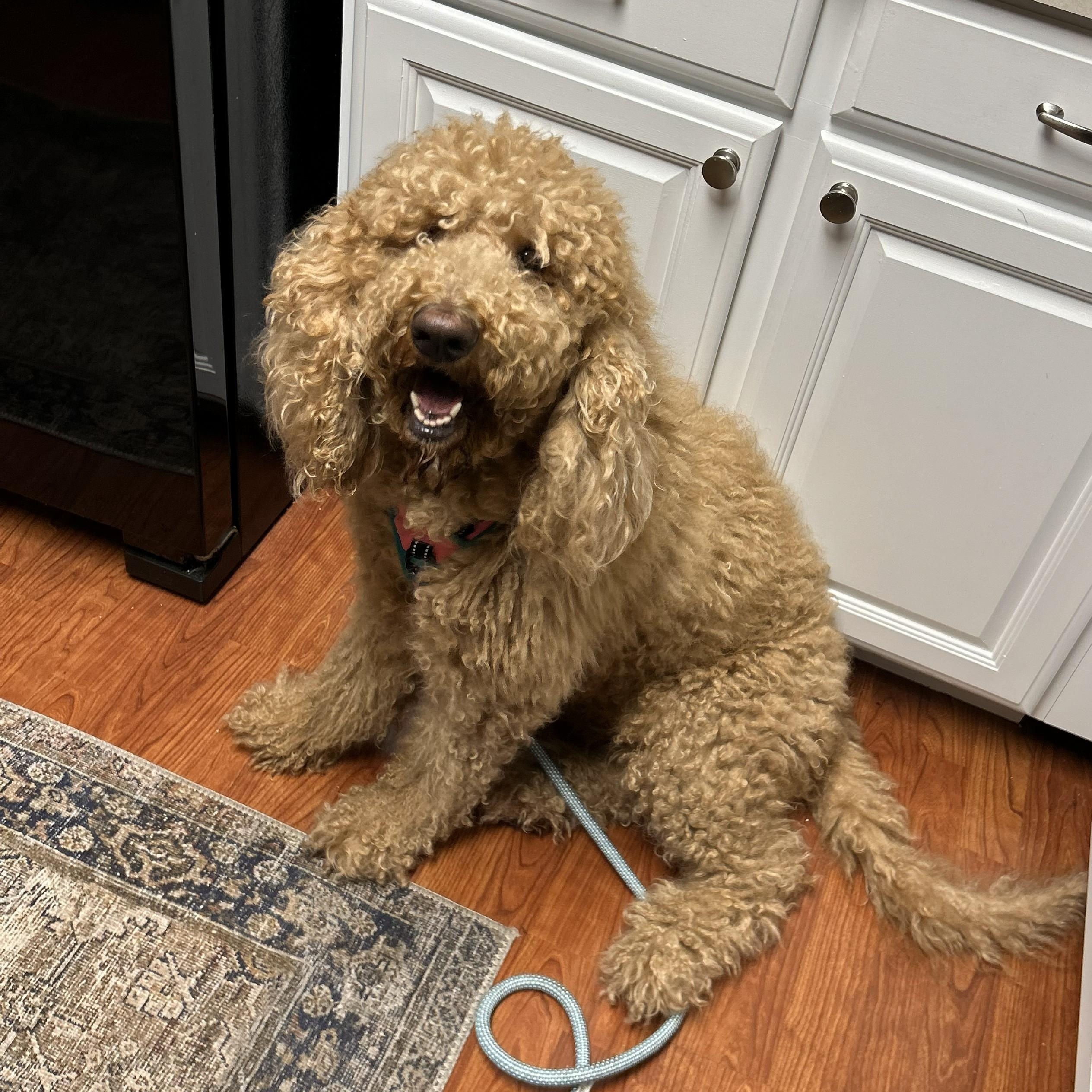 Enlarge BEA-INDIANA, an adopted Goldendoodle in INDIANAPOLIS, IN image 3/6