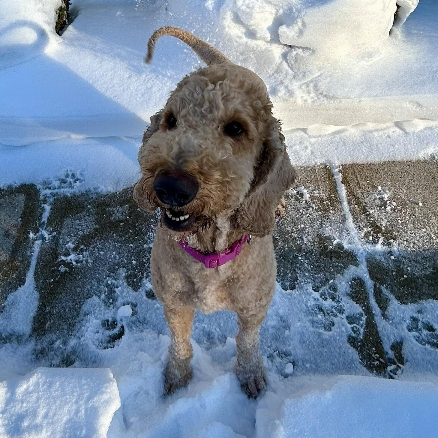 Enlarge BEA-INDIANA, an adopted Goldendoodle in INDIANAPOLIS, IN image 4/6