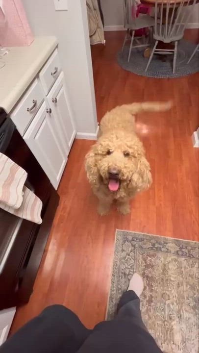 Enlarge BEA-INDIANA, an adopted Goldendoodle in INDIANAPOLIS, IN video 6/6