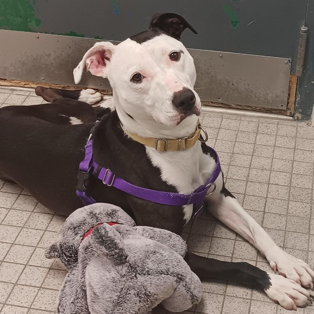 Enlarge Be-Bop, a Adoptable Mixed Breed in Camden, DE image 1/2