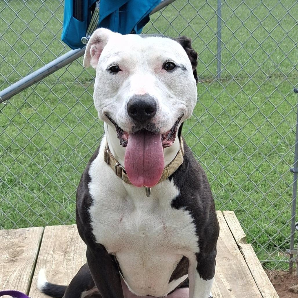 Enlarge Be-Bop, a Adoptable Mixed Breed in Camden, DE image 1/5