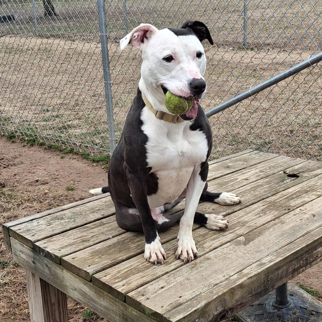 Enlarge Be-Bop, a Adoptable Mixed Breed in Camden, DE image 1/2