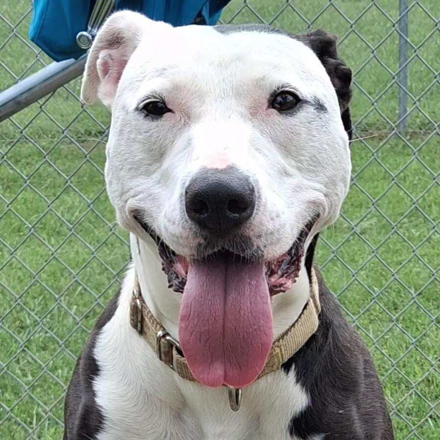 Enlarge Be-Bop, a Adoptable Mixed Breed in Camden, DE image 3/5