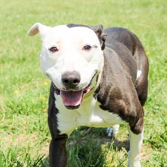 Enlarge Be-Bop, a Adoptable Mixed Breed in Camden, DE image 2/3