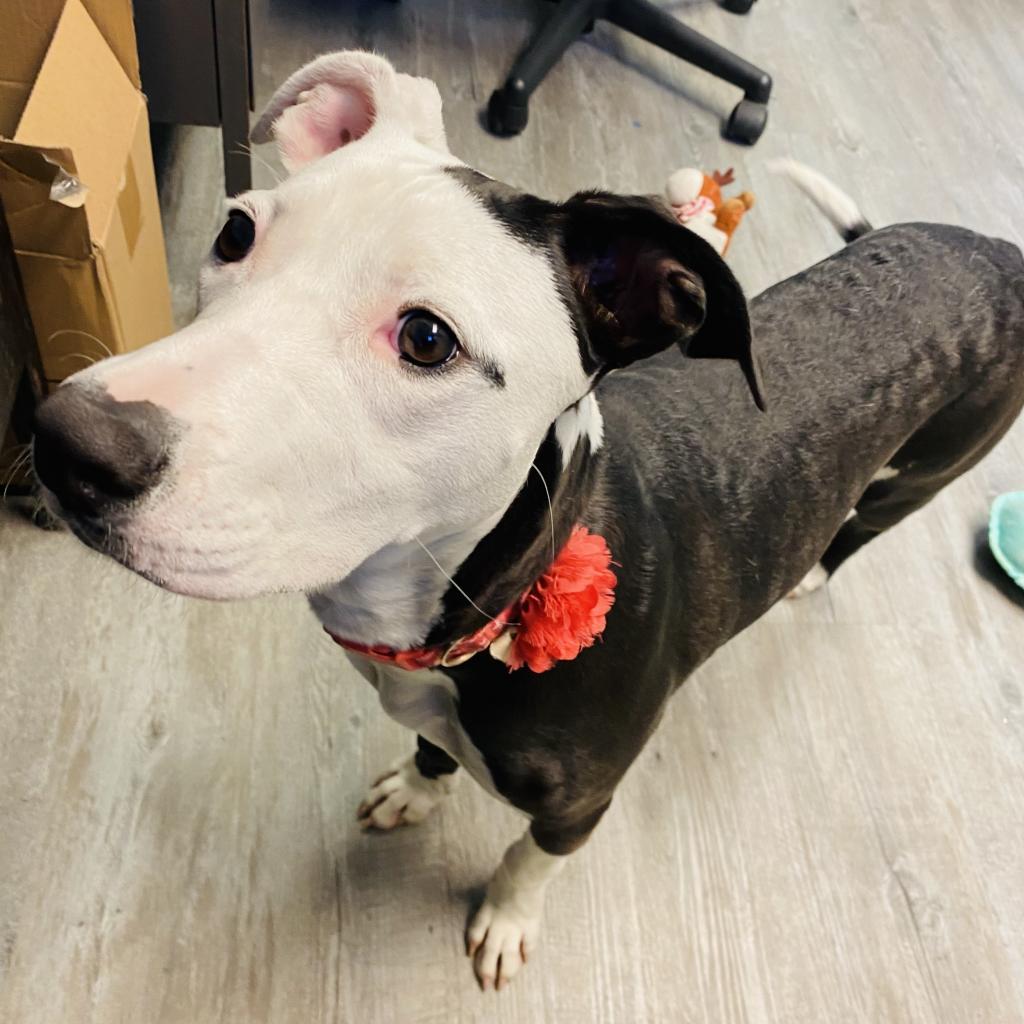 Enlarge Be-Bop, a Adoptable Mixed Breed in Camden, DE image 2/2