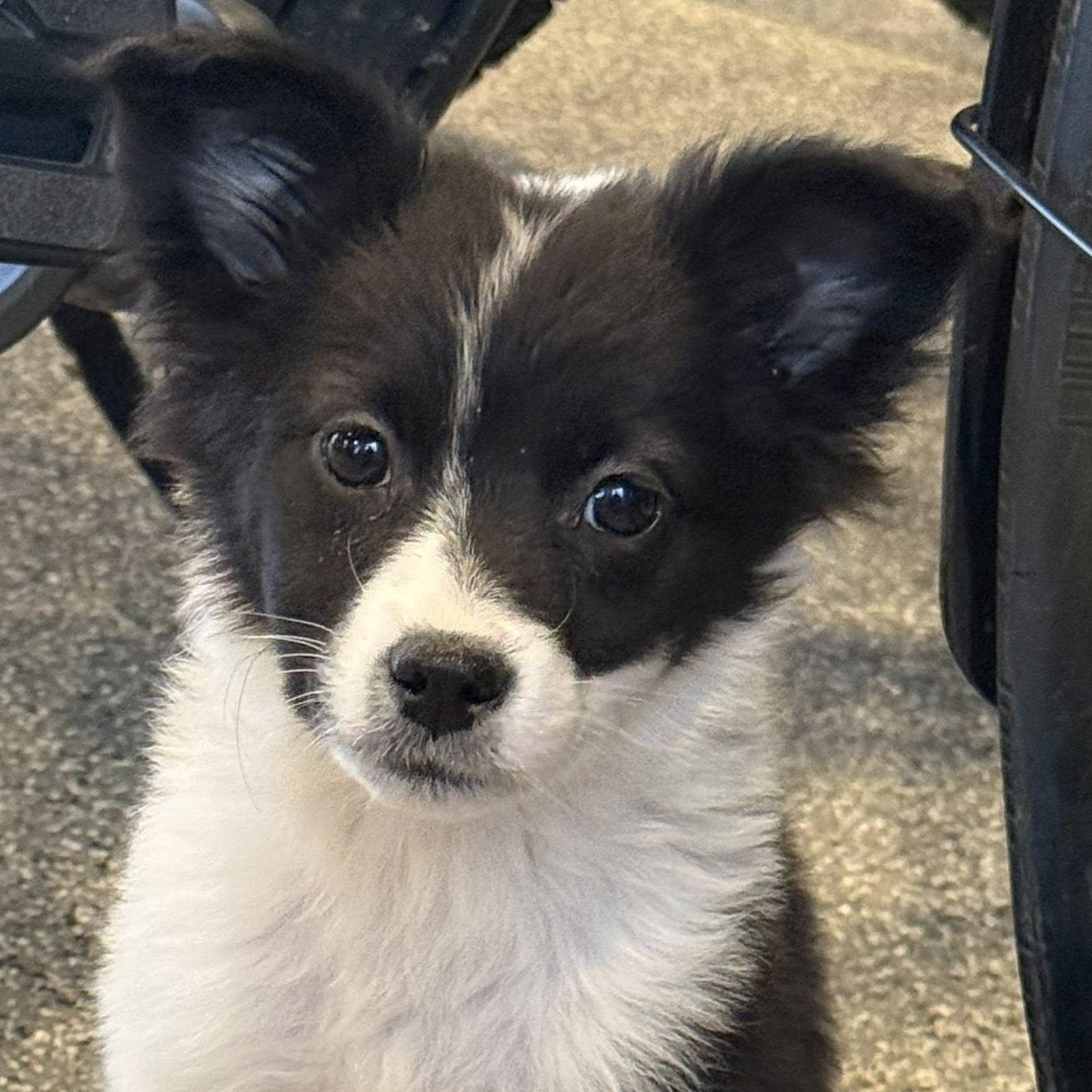 ROSA, adopted, Puppy Female Mixed Breed.