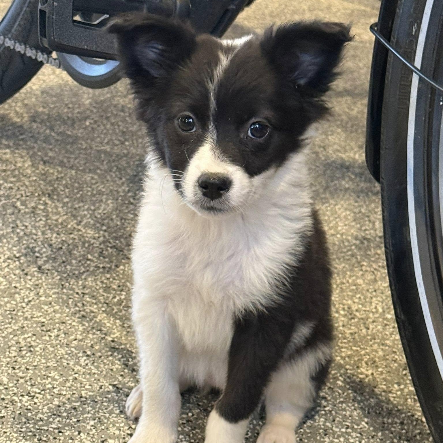 Enlarge ROSA, an adopted mixed breed in Loveland, CO image 2/5